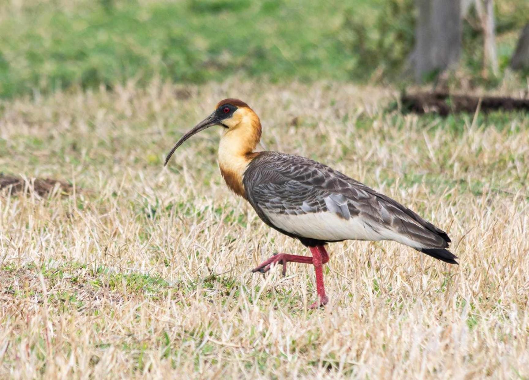 Sítio no interior de SP para curtir a Natureza Águas da Prata Exterior foto