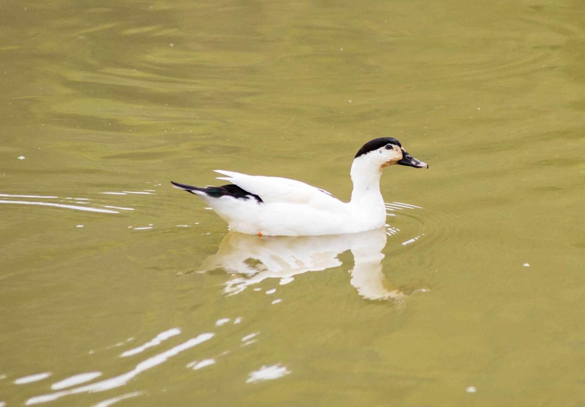 Sítio no interior de SP para curtir a Natureza Águas da Prata Exterior foto